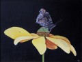 Natsvrmer p gul blomst