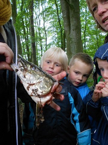 Ferskvands-Temauge Juni 2012