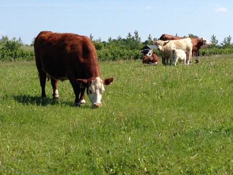 køer