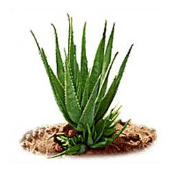 Aloe Plante