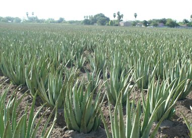 Aloe Vera Produktion