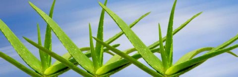 Aloe Vera Planter