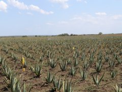 Aloe Vera Mark