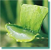 Aloe Vera gele