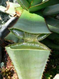 Aloe Vera gele