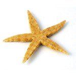 starfish