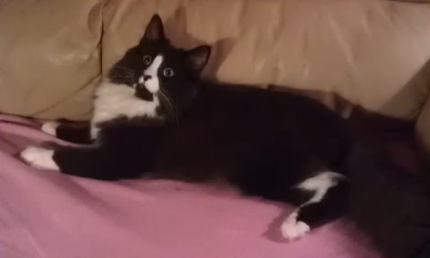 Cæsar