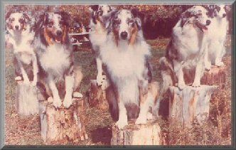 Flintridge hundene - grundlægger af næsten alle showhunde
