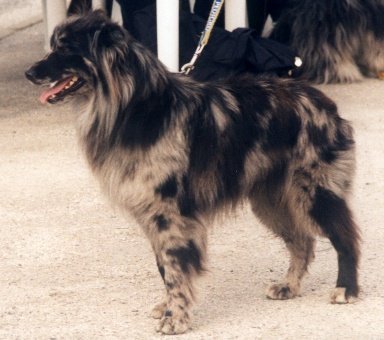 Pyrenæisk Hyrdehund - korthårshoved