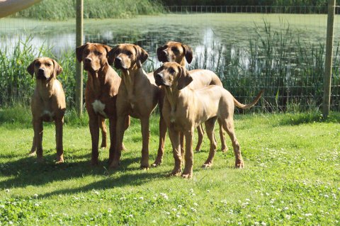 our dogs