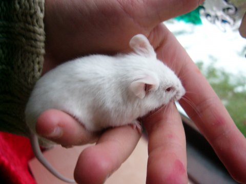 albino mus