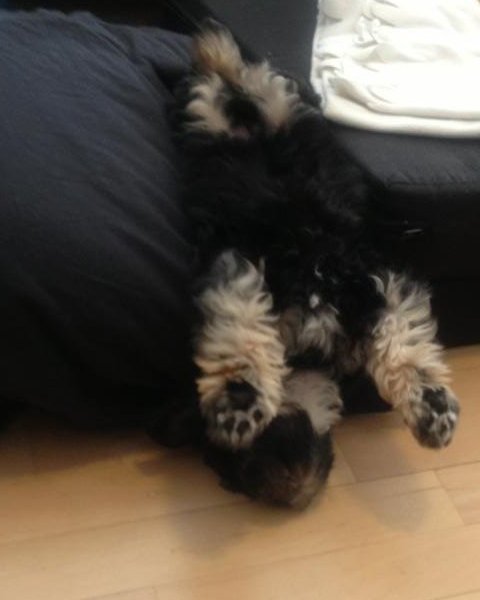 Bichon Havanais