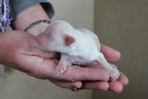 Bichon Havanais 2013