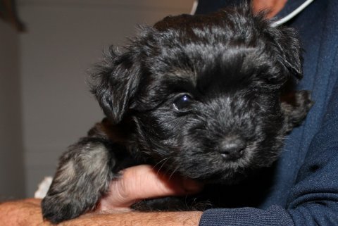 Bichon Havanais