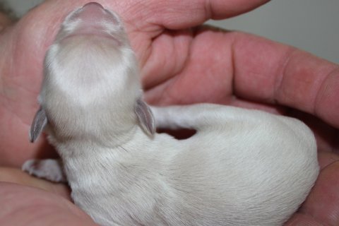 Bichon Havanais