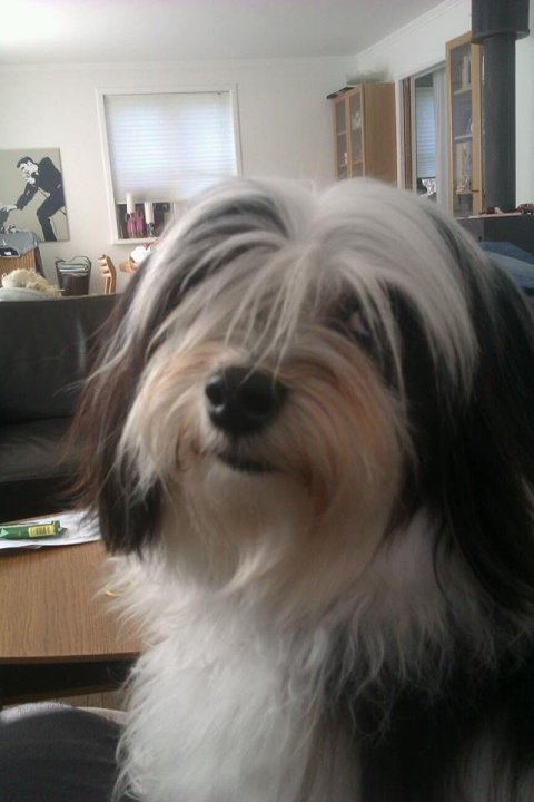 Bichon Havanais