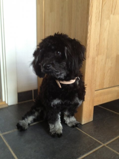 Bichon Havanais