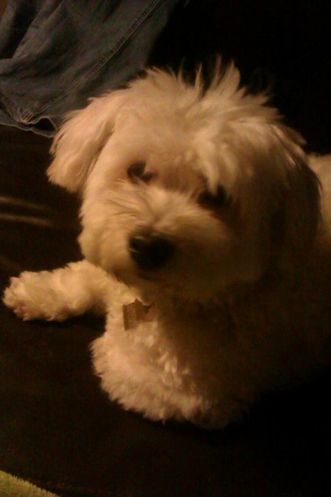 Bichon Havanais klippet