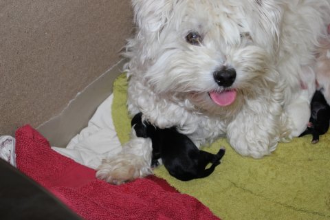 Bichon havanais hvalpe