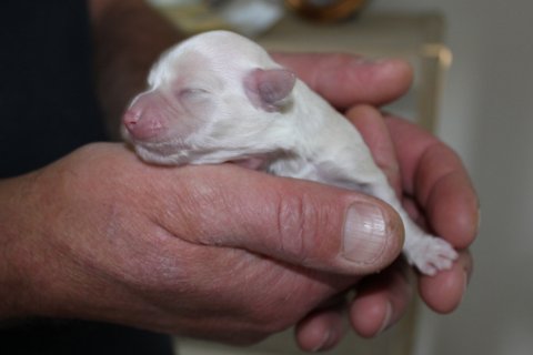 Bichon Havanais