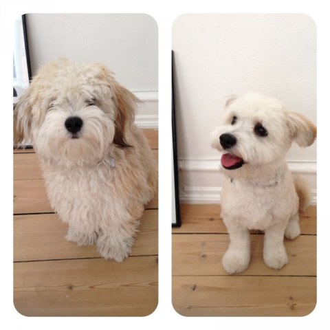 Bichon Havanais klipning