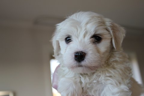 Bichon Havanais