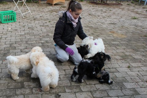 bichon havanais