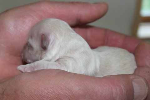 Bichon Havanais