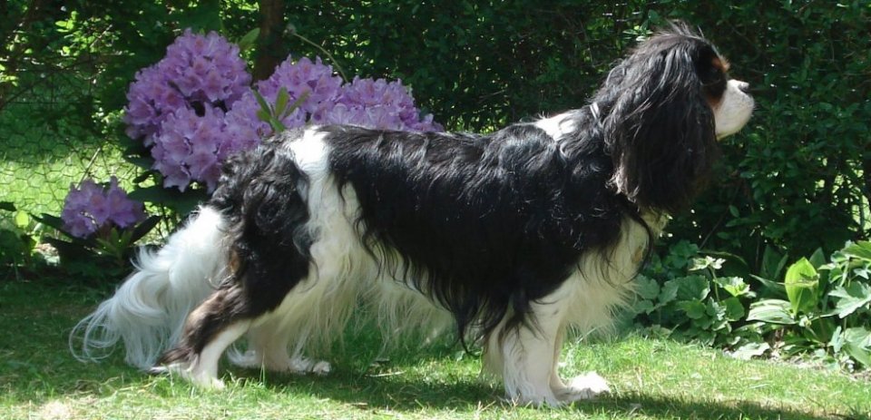 Amazing Cavaliers Everest Finis