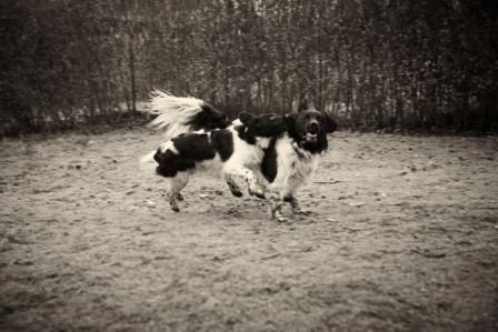 Alfie & Ticko