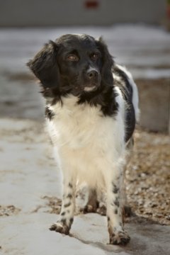 Alfie