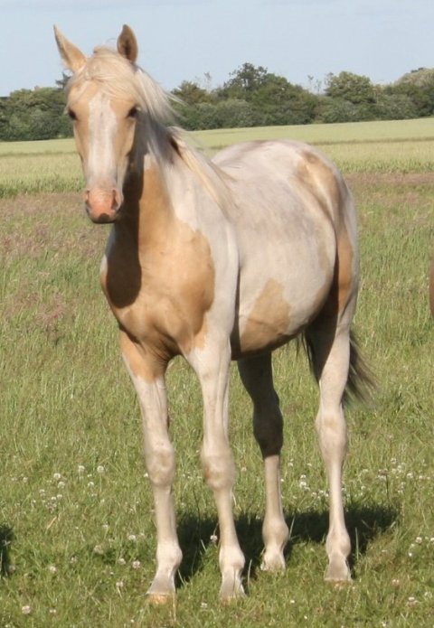 Mon Cher Højgård