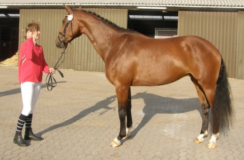 Storbank's Cantinus